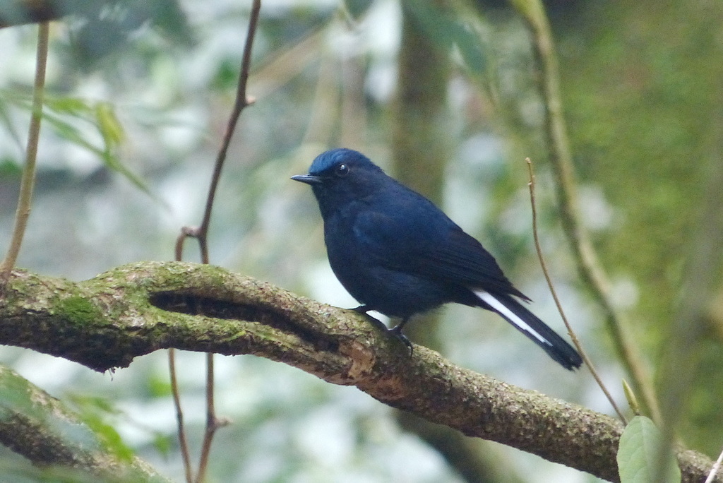 Southeast Asian Blue Robins