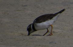 Charadrius hiaticula tundrae
