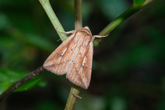 Mythimna decisissima