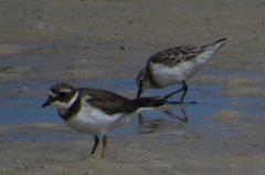 Charadrius hiaticula tundrae
