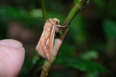 Mythimna decisissima