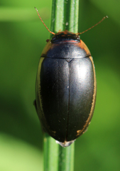 Hydaticus seminiger