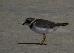 Charadrius hiaticula tundrae