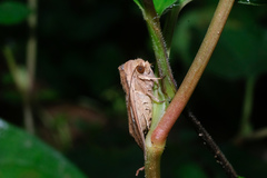 Mythimna decisissima