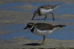 Charadrius hiaticula tundrae