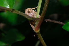 Mythimna decisissima