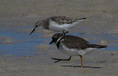 Charadrius hiaticula tundrae