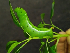 Daphnis nerii