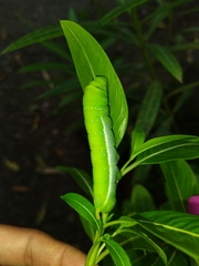 Daphnis nerii