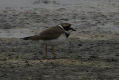 Charadrius hiaticula tundrae