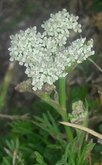 Seseli montanum