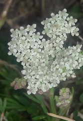 Seseli montanum