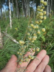 Artemisia macrantha
