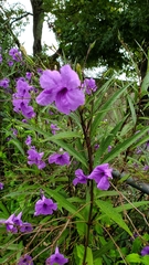 Ruellia simplex image