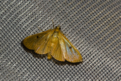 Phostria bistigmalis