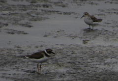 Charadrius hiaticula tundrae
