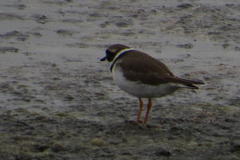 Charadrius hiaticula tundrae