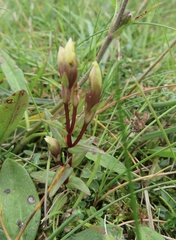 Gentianella amarella septentrionalis