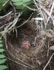 Euphonia xanthogaster