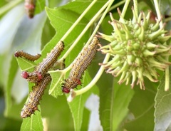 Oedemasia concinna