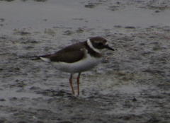 Charadrius hiaticula tundrae