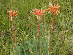 Aloe boylei