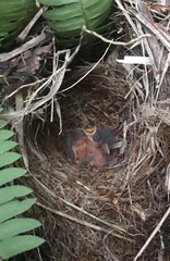 Euphonia xanthogaster