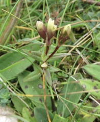 Gentianella amarella septentrionalis