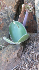 Haemanthus humilis hirsutus