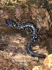 Plethodon glutinosus