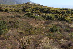 Pentameris curvifolia