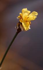 Xyris capensis