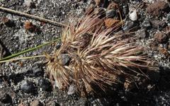 Pentameris curvifolia