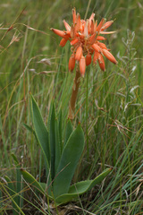 Aloe boylei