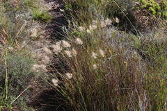 Pentameris curvifolia