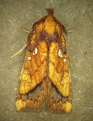 Papaipema harrisii