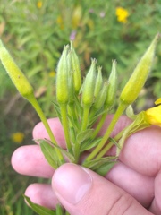 Oenothera pycnocarpa