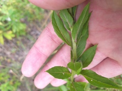 Oenothera pycnocarpa
