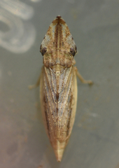 Eupelix cuspidata