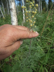 Artemisia macrantha