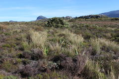 Pentameris macrocalycina