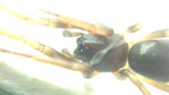 Cetonana laticeps