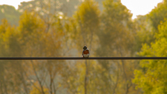 Chloroceryle amazona