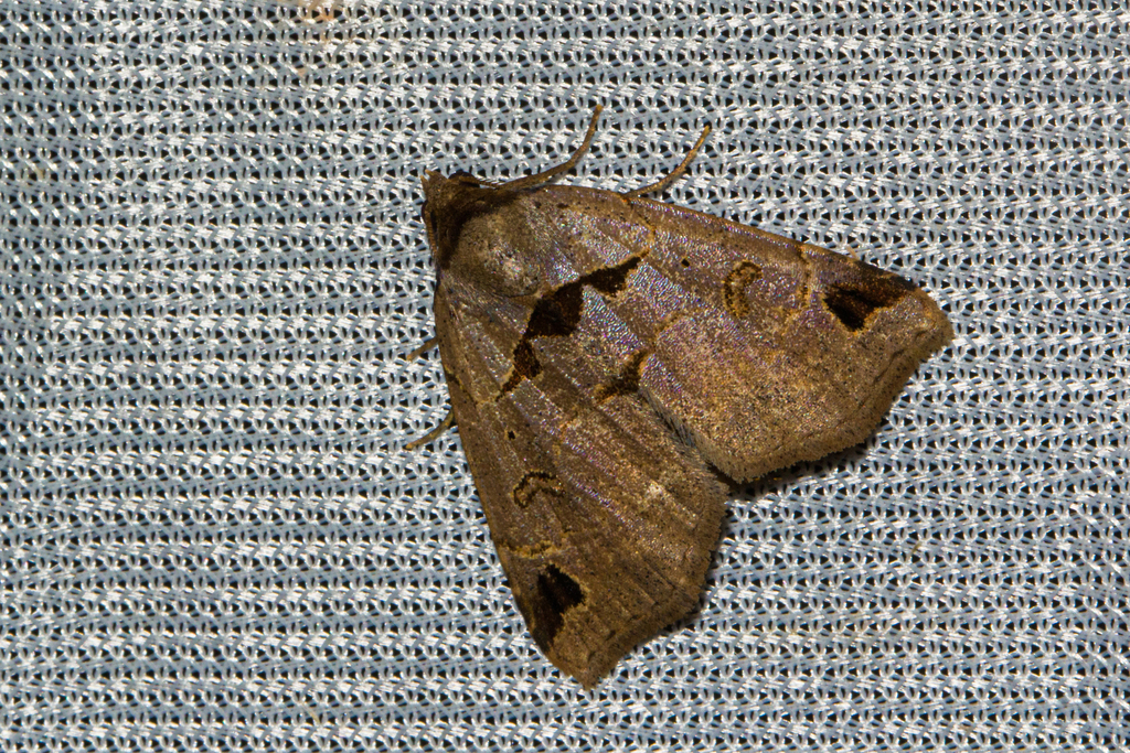 Marcipa mediana