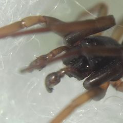 Cetonana laticeps