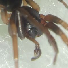 Cetonana laticeps