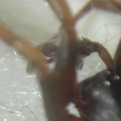Cetonana laticeps