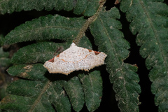 Prolophota trigonifera