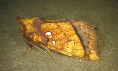 Papaipema harrisii
