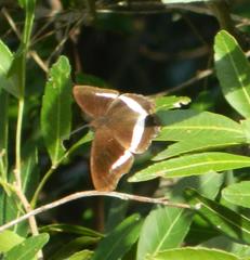 Eurytela hiarbas angustata